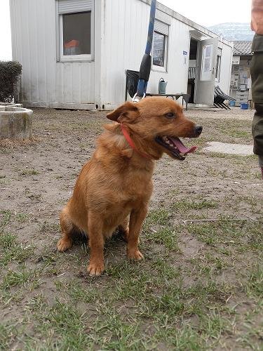 Photo de Circus, CHIEN X ratier Fauve