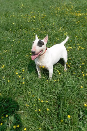 Photo de Nina, CHIEN Bull terrier Blanche