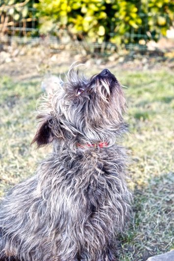 Photo de Hunter, CHIEN X cairn terrier Grise