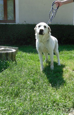 Photo de Polo, CHIEN Labrador Sable