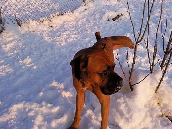 Photo de Brutus, CHIEN Xboxer Fauve