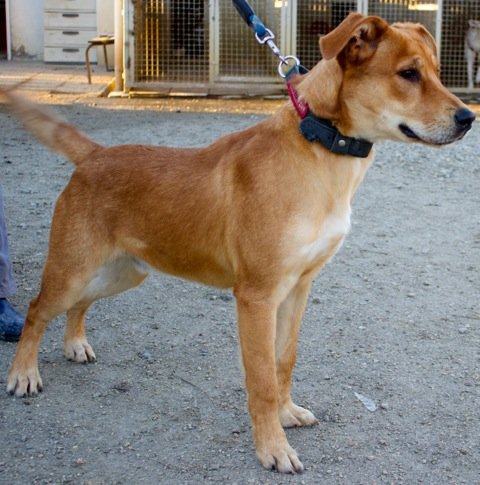 Photo de Iguane, CHIEN Croise Fauve