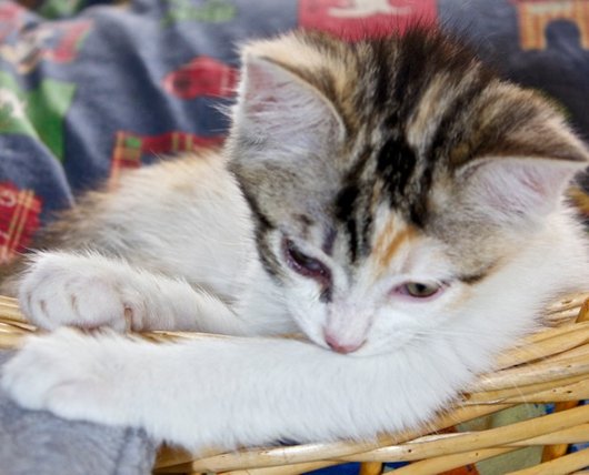 Photo de Duchesse, CHAT Europeen Ecaille de tortue et blanc